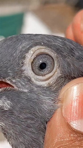 frozpuri female 🥰#pegions #viralvideo #uae🇦🇪 #india #foryoupage #fypシ #kabuterparwari #کبوترباز #کبوترباز #کبوتر #pets #usa🇺🇸 #fypppppplpppppppppppppppppppp #fypppppplpppppppppppppppppppp #growmyaccount #viral #socialnews #unique #world