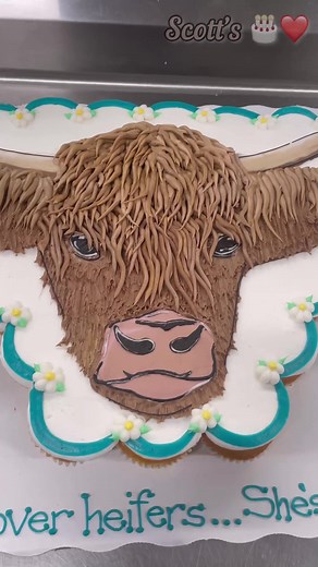 Highland cow cupcake cake @douglasaldridge #scottscakelove