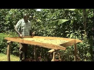 How to Wet Process Coffee