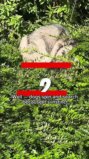 Why Do Dogs Spin Before They Poop? Ayla the Husky Has the Answer! #husky