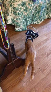 83K views · 410 reactions | There's always a first time. Give it a minute Max. You go baby boy! | Muffin's Halo For Blind Dogs | Facebook