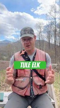 Have you heard of the tule elk??