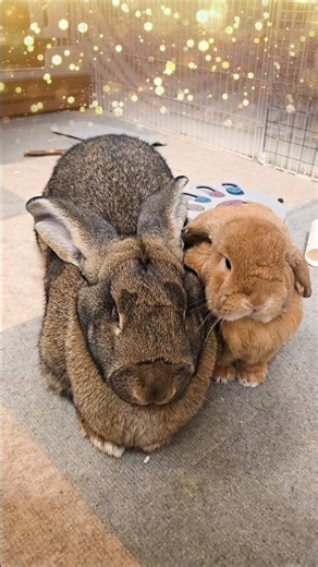 Giant & Lop Rabbit Stuck Together