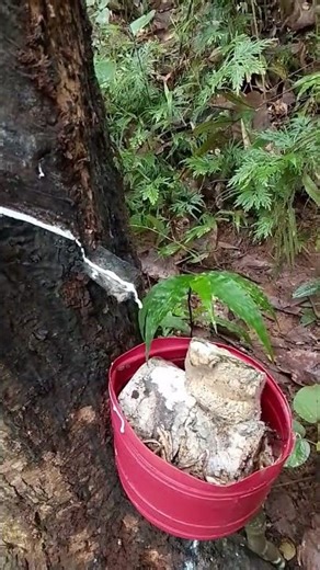 rubber tapping,, "Two lanes are more awesome" #howrubberismade #nature #latex #bushcraft #wood