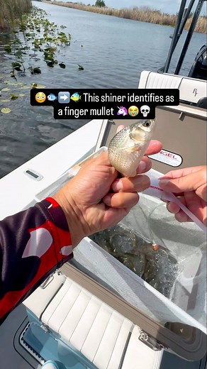 These shiners got main-character energy 🎣🔥 easily Some of the biggest shiners #fishing