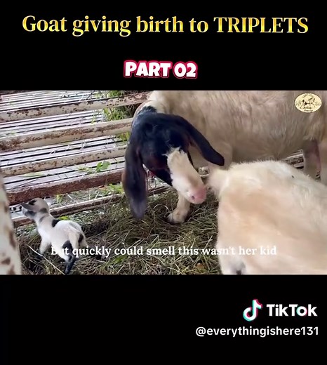 Goat Giving Birth to Triplets: Part 2