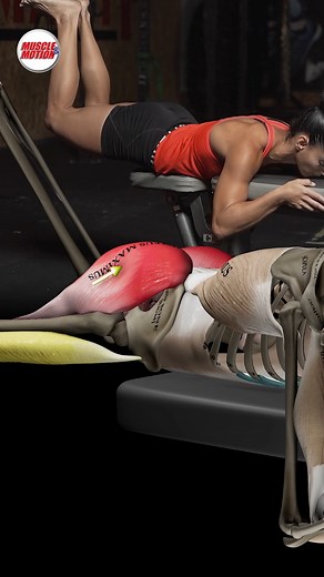 Muscle & Motion | Strengthen Your Glutes & Lower Back 🔥 Check out the reverse frog hypers, the perfect move to target your gluteus maximus and erector... | Instagram