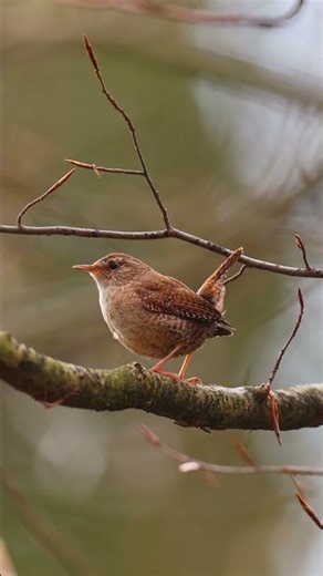 Vogelstimmen im Wald endlich erkennen