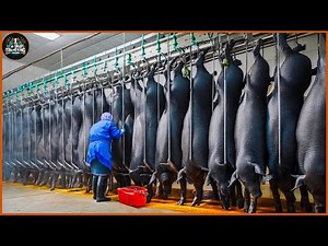 How Farmers Raise And Process Millions Of Black Pigs At The Factory - Pig Farms | Processing Factory