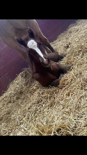 🤩 This beautiful filly has an impressive pedigree, with Four Sixes Ranch royalty on both sides. A full sister to SEVEN ATTRACTION (LTE:$60,000: Road To The Horse 3-Year-Old Open Challenge Champion), she is sired by KREYZY HORSE and out of Lizzie Seven, by Seven From Heaven. With her stunning looks and strong build, this filly is sure to make her mark on the world. Congratulations to the connections on the arrival of this lovely new addition. >> Book your mares in 2024 to KREYZY HORSE at https:/