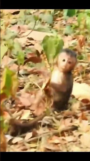 Monkey species: The careless baby monkey fell from a tall tree – it hurt so much!