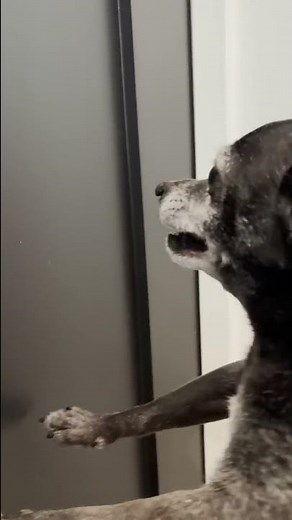 When Your Dog Knows You Have Food