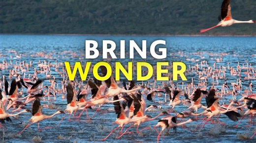 1.3K views · 14 reactions | Wednesdays are for wonder with Nature, NOVA and Secrets of the Dead on #WKNOChannel10: WEDNESDAY 7 PM - Nature: Wild Ireland: Kingdom of Stone 8 PM - NOVA: Baltimore Bridge Collapse 9 PM - Secrets of the Dead - Plunderer: The Life and Times of a Nazi Art Thief (Part 2) | WKNO | Facebook