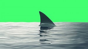 4k Animation Shark Fin Sea On Stock Footage Video (100% Royalty-free) 1023946973 | Shutterstock