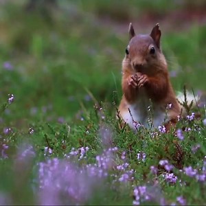 309 reactions · 76 shares | Our nature is worth fighting for! ️璉驪曆黎 | WWF Scotland | Facebook