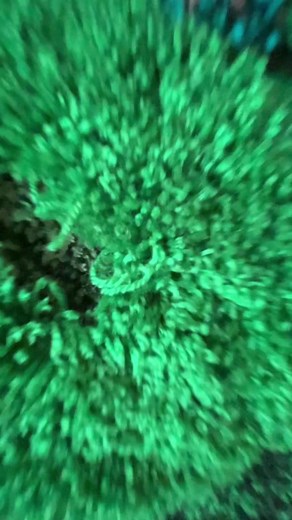 Love it, soon on my Etsy store 👍#omkarugs #tufting #moss #mossrug #mosscarpet | Omka Rugs Kliucnikov Oleg