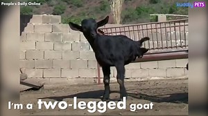 This Goat is Two-Legged but Full of Life | Kuddly Pets