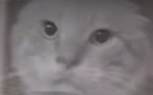 (ง •̀_•́)ง加油 新人up使用limbo安装Tiny linux core 请大家多多支持！！！！！