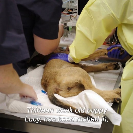 Puppy with deadly contagious virus fights for her life 💔 | Bondi Vet