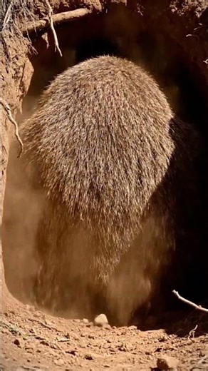 How Wombats Defend Themselves #facts #information