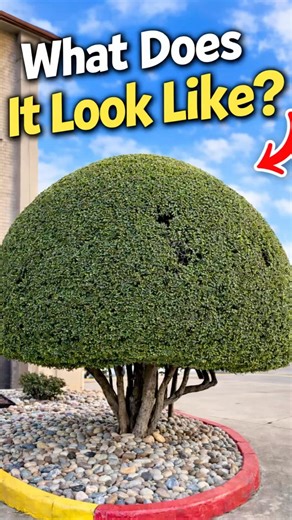 Look Closely… Trees Can Teach Us Something