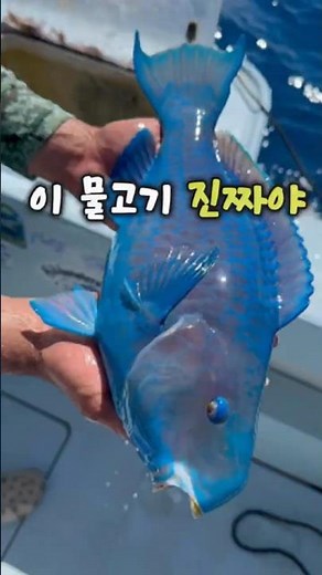 Why He Released the Jewel of the Sea Back into the Ocean