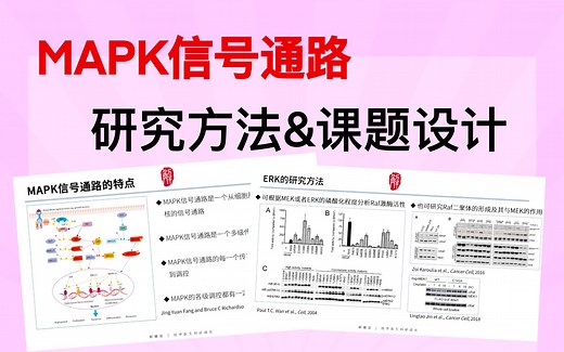 【科研技术】SCI文章经典信号通路「MAPK信号通路」研究方法和课题设计｜科研找不到方向？看这个吧！