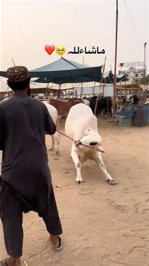 Eid ul Adha Animal 2026 | Cow Tiktok | Cow Lover | Qurbani Eid Janwar | whatsapp status | #Shorts