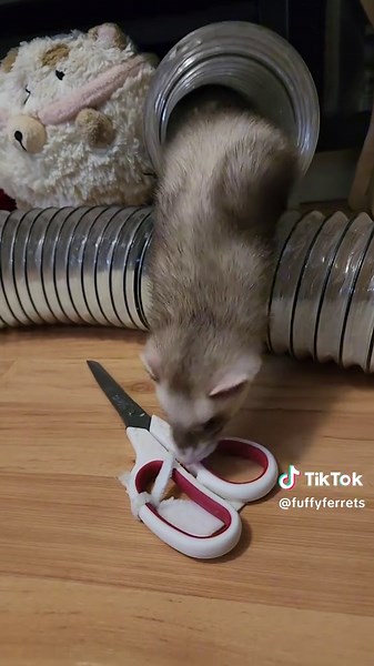 Wholesome Ferret Moments with Cwumpet