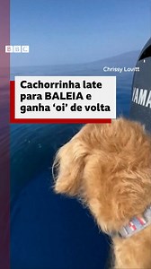 'Oi!' 🐋🐕👋 A golden retriever Macy ficou empolgada e latiu ao avistar uma baleia durante um passeio de barco. Segundo Chrissy Lovitt, capitã do barco, a cachorra é completamente obcecada pelos gigantes marinhos. #BBCBrasil #cachorro #baleia #golden #fofo #BomDia | BBC News Brasil