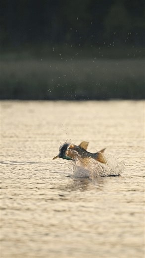 20K views · 235 reactions |  CHASING LEGENDS  Episode 1 is LIVE NOW  Catch it exclusively on the Official Savage Gear #YouTube channel  https://youtu.be/xAZNjri9Xjg?feature=shared This isn’t just fishing.This is a Savage World.This is Chasing Legends #savagegear #chasinglegends #fishing #adventures | Savage Gear | Facebook