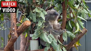 Port Macquarie Koala Hospital