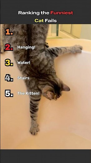 Ranking the Funniest Cat Fails on the Internet 😂