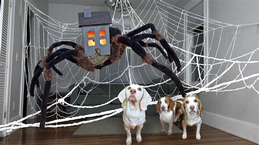Dogs vs House Head in Real Life! Funny Dogs Maymo & Friends vs Giant House Head Spider