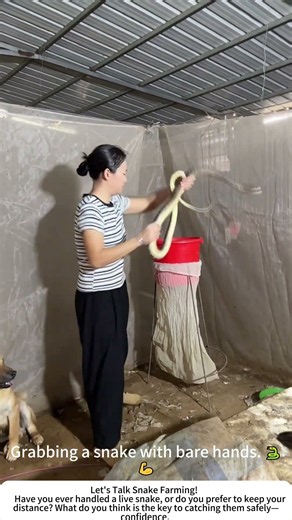 Handling Farm-Raised Snakes – Bare-Handed and Confident! 🐍🤲