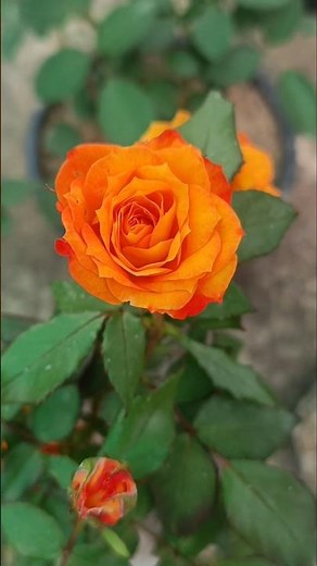Tropicana Rose 🌹🧡 | Beautiful Orange Hybrid Tea Rose #shorts