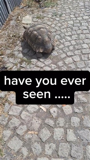 have you ever actually seen a tortoise 🐢 move?