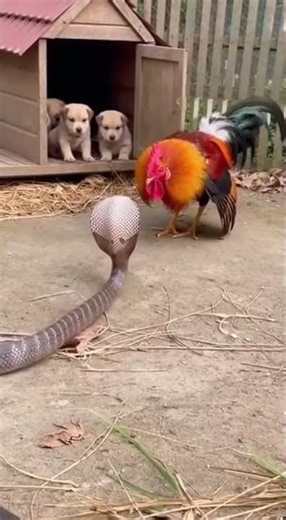 Deadly Cobra Attack Stopped by Rooster Father!🐍🔥