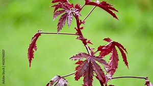 Hibiscus acetosella, cranberry hibiscus or African rosemallow, is flowering plant of genus rosemallow. Epithet acetosella is of Latin origin and is diminutive of Latin name for sorrel which comes.