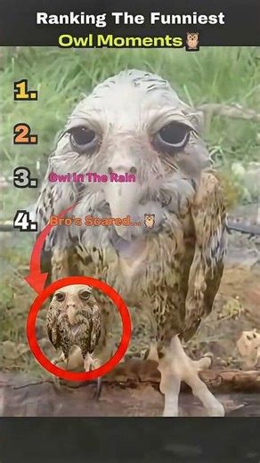 Ranking Owl Fails That Go WRONG 🦉 #funny #animals #viral #ranking