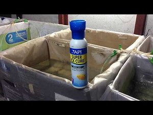 Supper Ich Cure - Guppy Treatment from API
