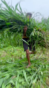 144K views · 4.9K reactions | Bhavp Cows lovers  ❤️亮@tiwari_dairy_farm ...........#trending #viralvideos #dairyfarm #design #deirymaster #deirylook #deiryspeixoto #desibalak #desibalak❤️ ##instagood #instadaily #instalike #instagram #explore #deirybusiness #explorepage #explore more #tech #techhouse #contentcreator #foryou #foryoupage #sapna mehant #boyslife #badtime #halat #sapna#trendingsong❤ | Tiwari Dairy Farm | Facebook