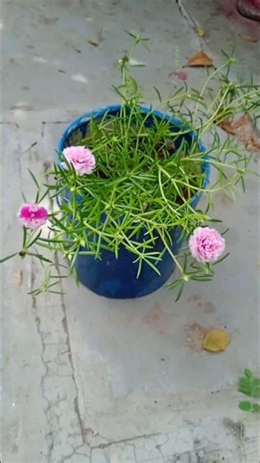 #diy #love plants lover 😊😊