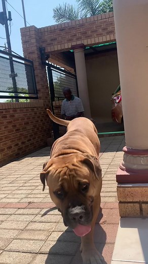 Boerboel Dog: South Africa's Beloved Breed