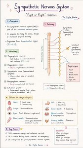 🧠 Sympathetic Nervous System – The "Fight or Flight" Response!