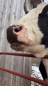 Did you know Chewing Cud is partially digested food that ruminant animals, such as cows, bring back up from their stomach to their mouth to chew again. This process helps them break down tough plant fibers more thoroughly, which increases nutrient absorption | Our Farmacy