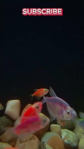 Glowfish Tank Under Neon Lights ✨