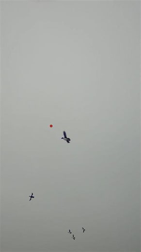 Watch how fast I covered this duck ! #duckhunting #hunting #duck @bossshotshells #waterfowl