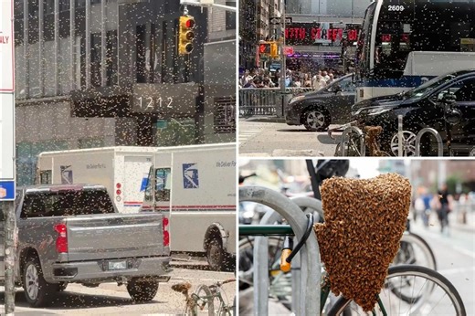 Why are there bee swarms buzzing through NYC — and what to do if you see one