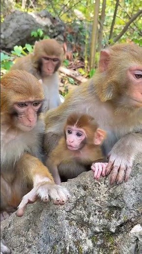 When The Whole Squad Shows Up | This Is What Love Looks Like | Chaos Level: Full Monkey Family